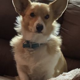 Laramie - Pembroke Welsh Corgi