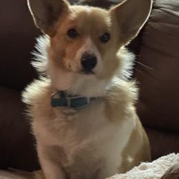 Laramie - Pembroke Welsh Corgi