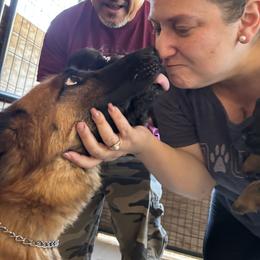 Boy 3 - reserved AKA Ozzy (thanks Debra) - Black and red male German Shepherd puppy in Galt, California from At Redwood Runs
