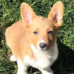 American Corgis and Pembroke Welsh Corgis from TW Corgis