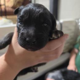 Sausage (Black tri) - Black tri-color male Australian Shepherd puppy in Rainsville, Alabama from Chaparro Farm Aussies