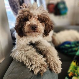 Teddy - Poodle