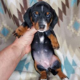 FANCY - BLACK and TAN - Black and tan female Dachshund puppy in Swink, Oklahoma from Palali Farm