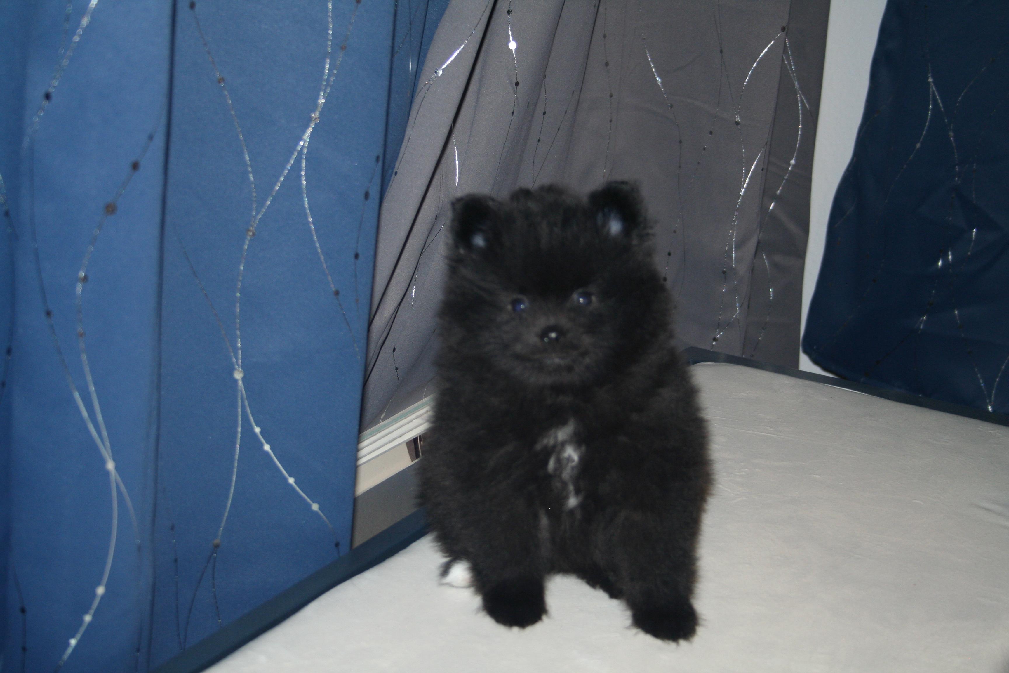 Pitter Patter Pomeranian Palace in Texas Pomeranian puppies Good Dog