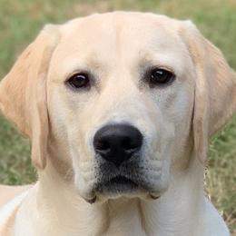 Labrador Retrievers from Duck Pond Farm English Labradors
