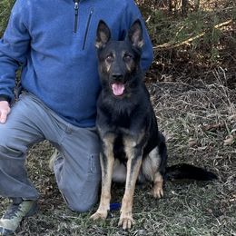 Harley - German Shepherd