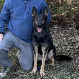 Harley - German Shepherd