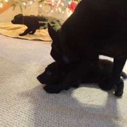 German Shepherd Puppies from Thornock Shepherds