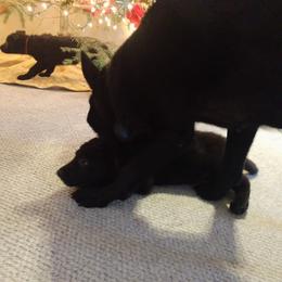 German Shepherd Puppies from Thornock Shepherds