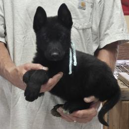 Boy 3 Mint - Black male German Shepherd puppy in Lake George, Colorado from High Country German Shepherds