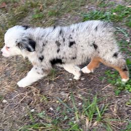 Bridget - Ready 25th - Blue merle female Miniature Australian Shepherd puppy in Oronogo, Missouri from Dutton's Show Me Farms