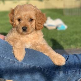 Cavapoo and Cockapoo Puppies from Disney Doodles