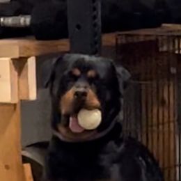 Rottweiler All Grown Up from Muletown Rotties