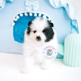 Frankie - Black parti male Pomeranian puppy in Idaho Falls, Idaho from Country Life Pomeranians