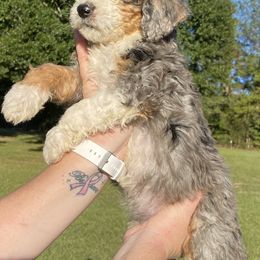 Aussiedoodle, Goldendoodle, and Sheepadoodle Puppies from The Yuppy Puppy Doodle Company
