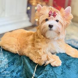 Biewer Terrier and Russian Salon Dog Puppies from Petit Bijou