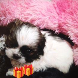 Sprinkles - Brown and white female Shichon puppy in Brainerd, Minnesota from Angie’s Teddy Bear Puppies Minnesota