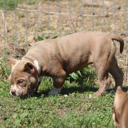 Girl 1 - Lilac female American Bully puppy in Dixon, Kentucky from Haymaker Bully Camp