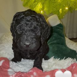 Sierra - Black female Labradoodle puppy in Spur, Indiana from Purple Heart Canines