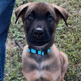 Light Blue M - Red sable male Belgian Malinois puppy in Dewy Rose, Georgia from Rolling G Kennels