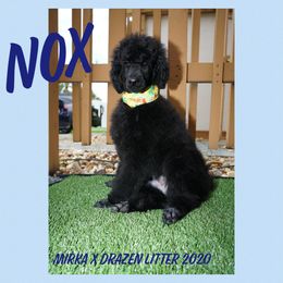 Poodle Puppies from Ocala Standard Poodles