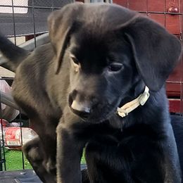 Girl 3 - Roxy - ivory collar - Black Labrador Retriever puppy in North Highlands, California from High Sierra Labrador Retrievers
