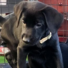 Girl 3 - Roxy - ivory collar - Black Labrador Retriever puppy in North Highlands, California from High Sierra Labrador Retrievers