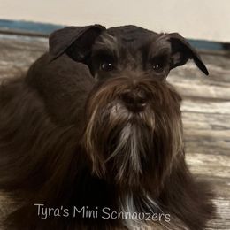 Lexie - Miniature Schnauzer