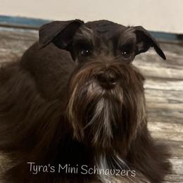 Lexie - Miniature Schnauzer
