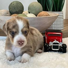 Alec - Dapple male Dachshund puppy in Menifee, California from Dachshunds in SoCal