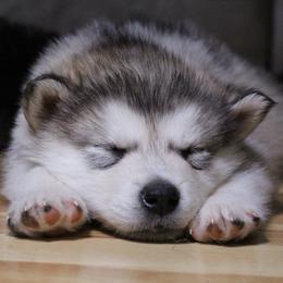 Terri - Black - Sable and white female Alaskan Malamute puppy in Independence, Virginia from New River Valley Malamutes
