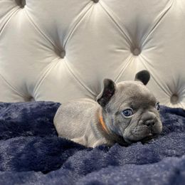 French Bulldog Puppies from Pardon My Frenchiez Kennels