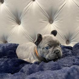 French Bulldog Puppies from Pardon My Frenchiez Kennels