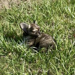 ZIGGY - Black sabled fawn male Chihuahua puppy in Richmond, Virginia from Bayberry Chihuahuas