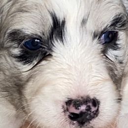 Aussiedoodle, Australian Shepherd, and Toy Australian Shepherd Puppies from Tumblin T Aussies and Aussiedoodles