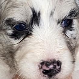 Aussiedoodle, Australian Shepherd, and Toy Australian Shepherd Puppies from Tumblin T Aussies and Aussiedoodles