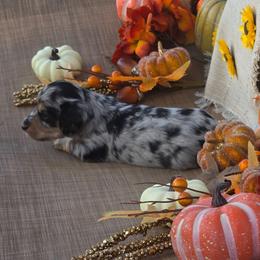 Dapple Girl - Dapple female Dachshund puppy in Choctaw, Oklahoma from TS Performance Horses & Dachshunds
