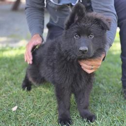 Orion Caelestis Imperium Elite Von Haus (Blue Collar) - Black male German Shepherd puppy in Grants Pass, Oregon from Elite Von Haus German Shepherds