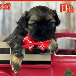 Mr. Hollister - Black gold and white male Shih Tzu puppy in Beatrice, Nebraska from I Shih Tzu Not Puppies