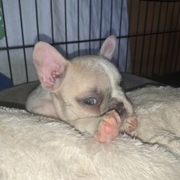 French Bulldog Puppies from Monarchy's Finest French Bulldogs