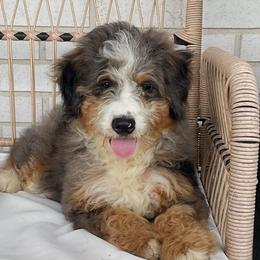 Tucker READY NOW - Blue merle male Bernedoodle puppy in Apple Creek, Ohio from Kathryn Troyer