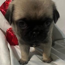 Otis - Fawn male Pug puppy in South Carolina from Nellies Pugs