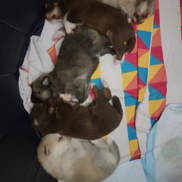 Pomsky Puppies from White Horse Pomsky's