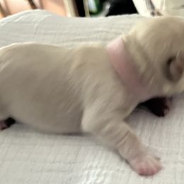 Girl 2-Luna - Miniature Schnauzer puppy in Port Orchard, Washington from Silver Bells Miniature Schnauzers