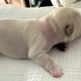 Girl 2-Luna - Miniature Schnauzer puppy in Port Orchard, Washington from Silver Bells Miniature Schnauzers