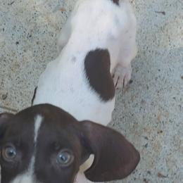 Brown - Liver and white male German Shorthaired Pointer puppy in Dahlonega, Georgia from Pointer Mountain Bird Dogs
