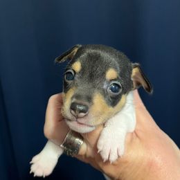 Lola's AD4 - White black and tan male Toy Fox Terrier puppy in Clermont, Florida from Debbie Hiles's Toy Fox Terriers