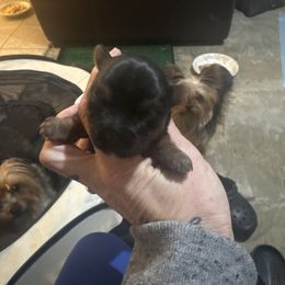 Babyboy - Tan and white male Yorkshire Terrier puppy in Riverside, California from Playful Puppies