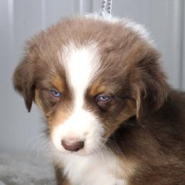 ARTHUR - Red tri-color male Australian Shepherd puppy in Falcon, Missouri from www.maubachranch.com