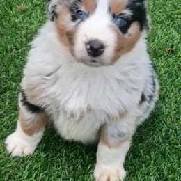 Pretty Boy Floyd - Blue merle male Australian Shepherd puppy in Sparta, Tennessee from SugarWood Australian Shepherds